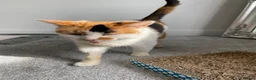 Mixed Breed cats for sale: Calico looking for a forever home - Advert 5