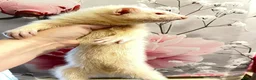 Ferret rodents for sale: 3 gorgeous ferret kits looking for new homes - Advert 4