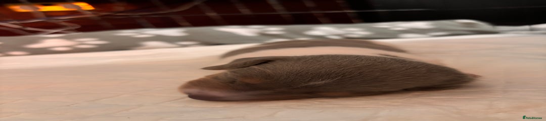 Miniature Dachshund (3 spots)