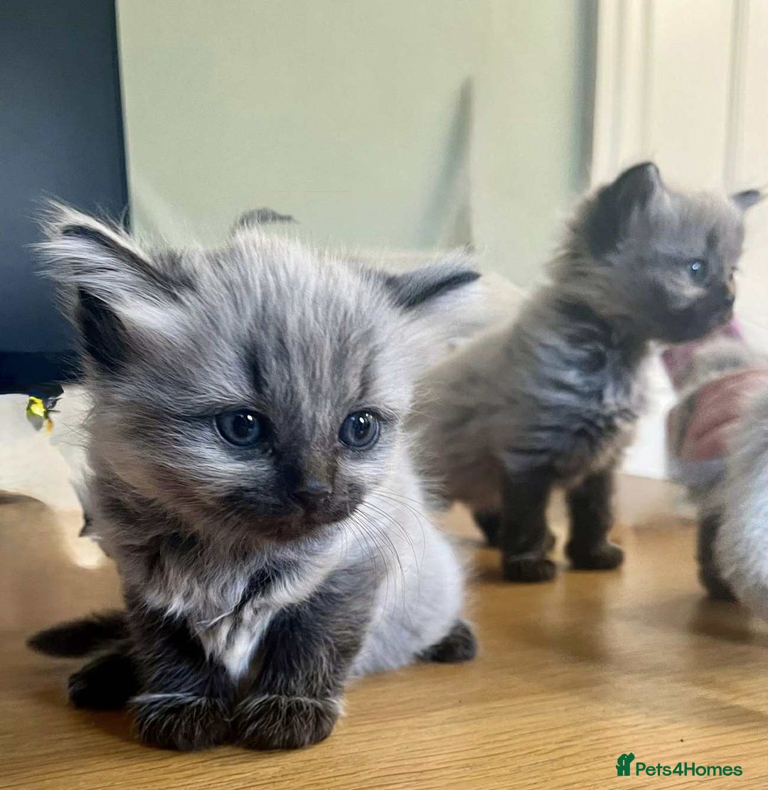 Maine Coon cats for sale: 4 Main Coon cross Ragdoll - Image 9