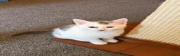 Mixed Breed cats for sale: 8 week old kittens ready to go.  in Gorebridge - Advert 5