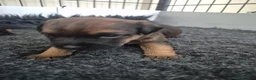 Border Terrier dogs for sale: Border Terrier Puppies for sale  - Advert 3