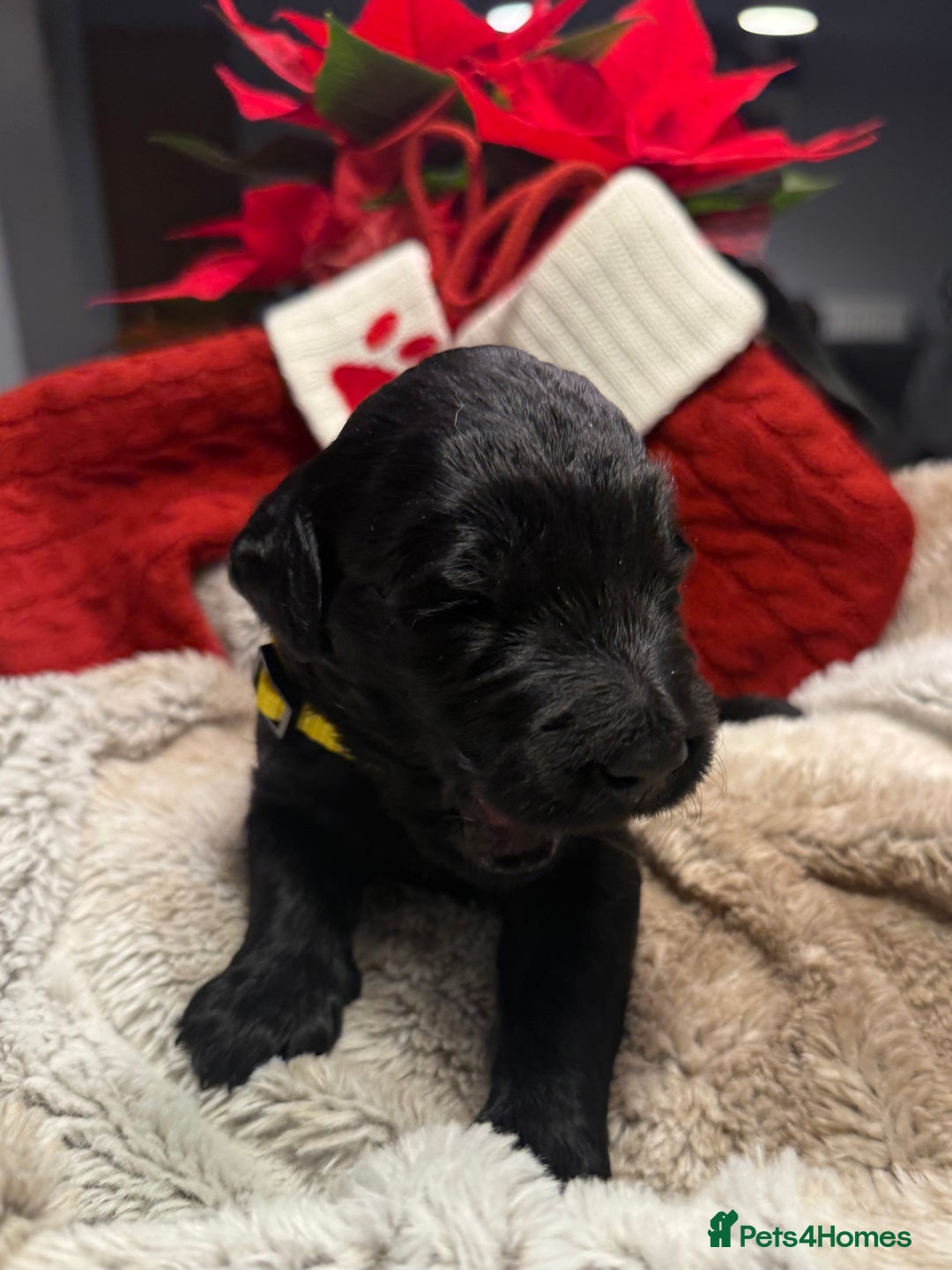 Goldendoodle dogs for sale: Health tested F1 Goldendoodle puppies  - Advert 15