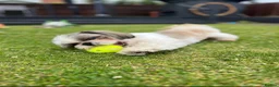 Shih Tzu dogs for stud: Frankie - Shih Tzu For Stud 💙 - Advert 3