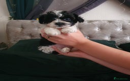 Shihpoo dogs for sale: Outstanding f1 toy shihpoos - Image 3