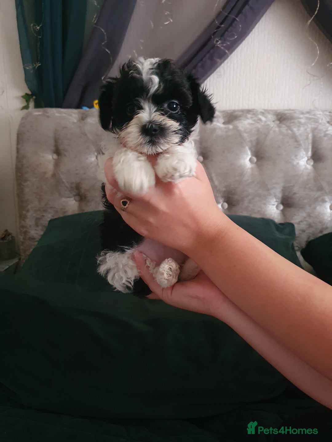 Shihpoo dogs for sale: Outstanding f1 toy shihpoos - Image 3