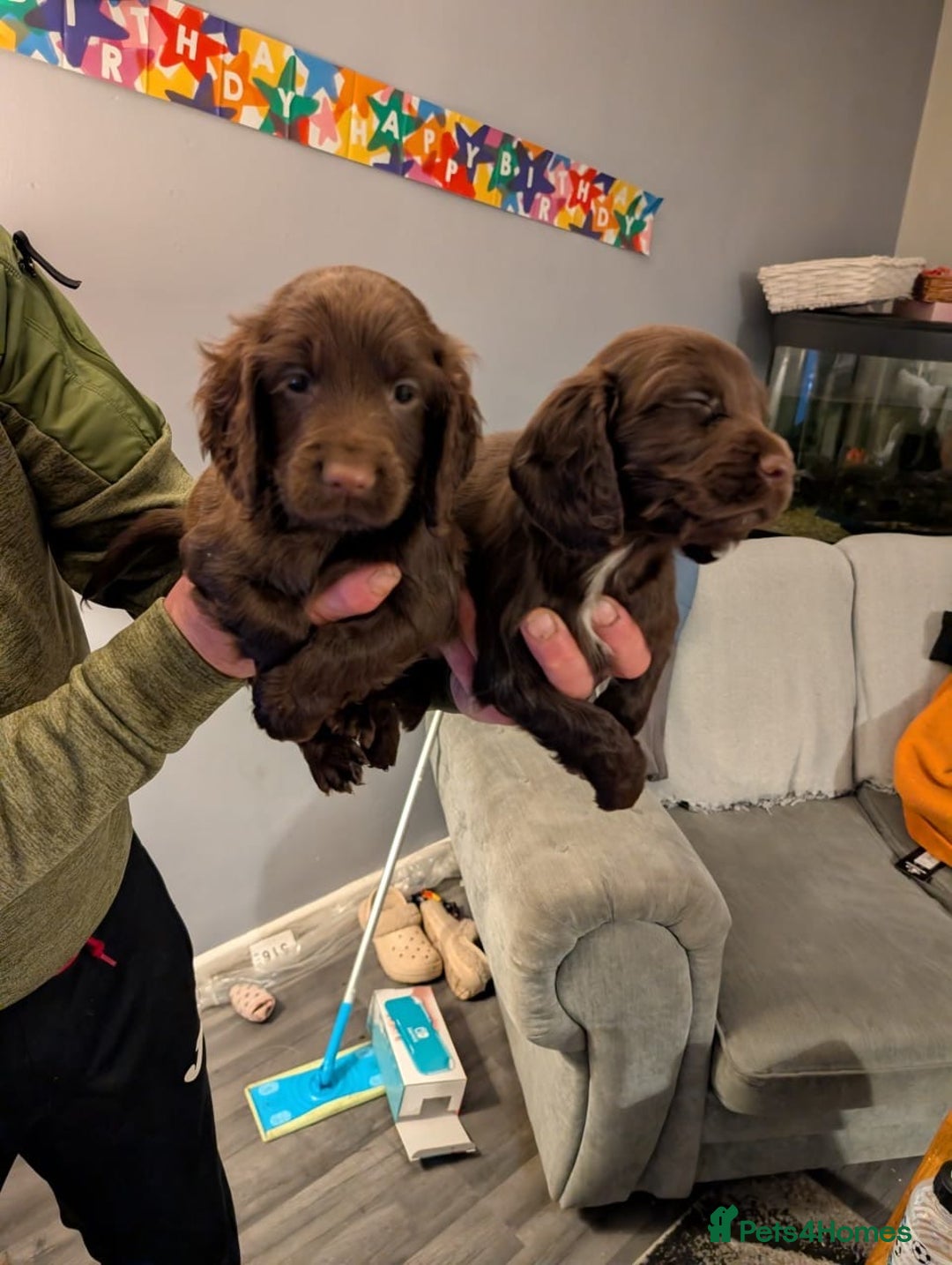 Cocker Spaniel dogs for sale: 2 Chocolate Cocker boys Working type 8 weeks old  - Advert 4