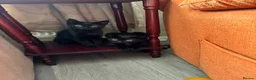 British Shorthair cats for sale: Black kitten  - Advert 2