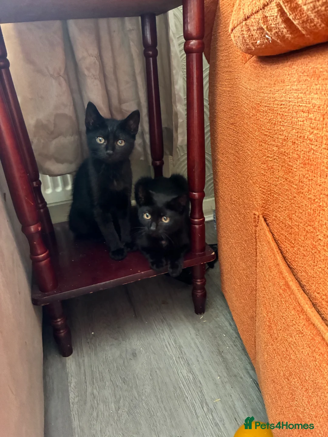 British Shorthair cats for sale: Black kitten  - Advert 2