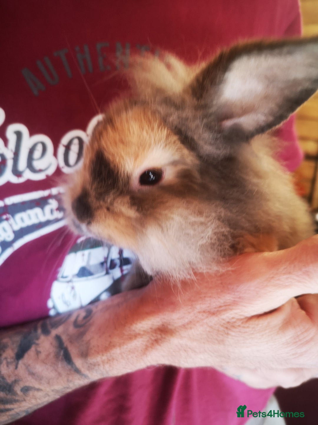 English rabbits for sale: 1 female lionhead baby rabbit bun. - Image 8