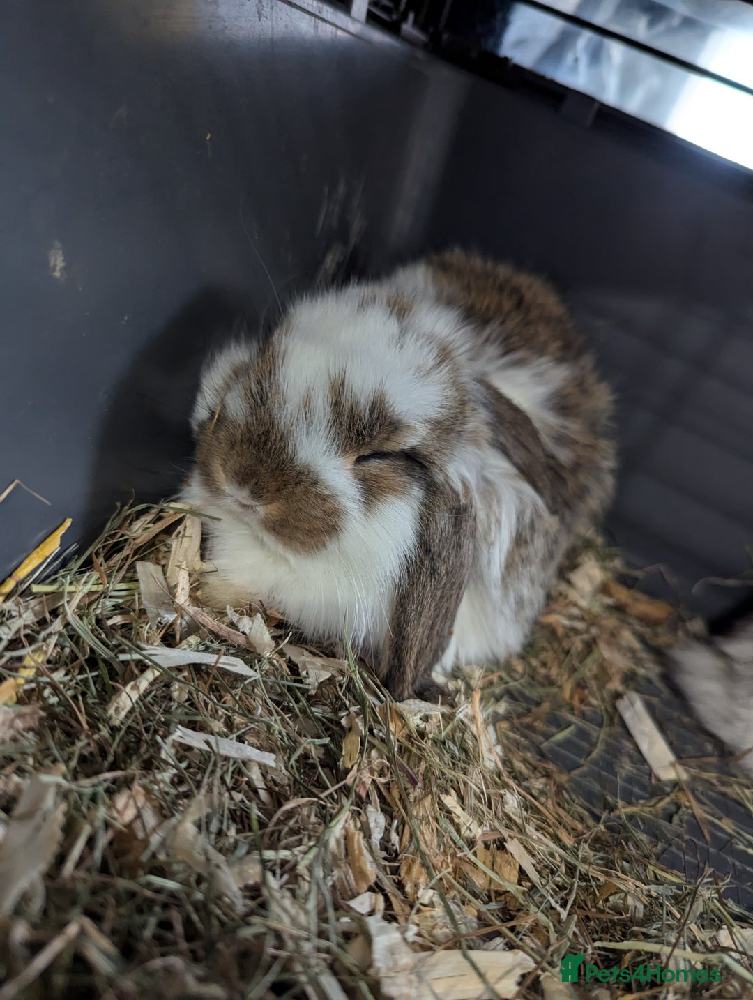 Mixed Breed rabbits for sale:  rabbits - Advert 7