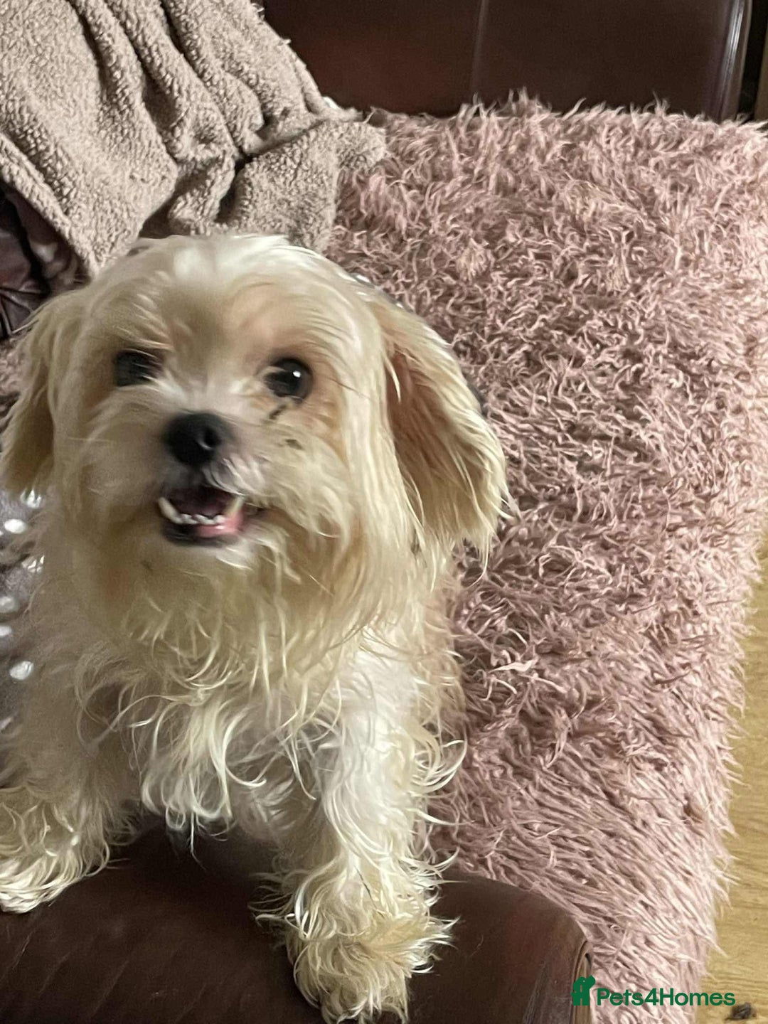 Cavapoo dogs for adoption: Buddy - Hingham Norfolk  - Image 3