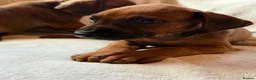 Rhodesian Ridgeback dogs for sale: KC Rhodesian Ridgebacks - Advert 9