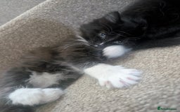 Mixed Breed cats for sale: 2 kittens looking for home - Advert 7