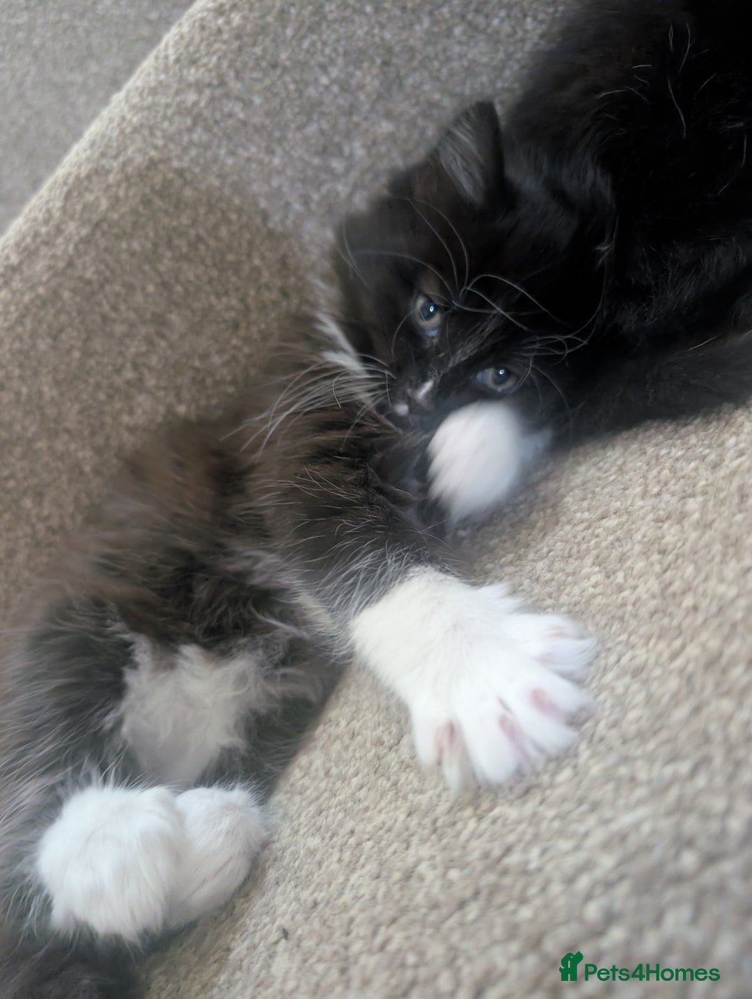 Mixed Breed cats for sale: 2 kittens looking for home - Advert 7