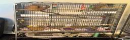 Mixed Breed birds for sale: Teal, the kakariki  - Advert 12