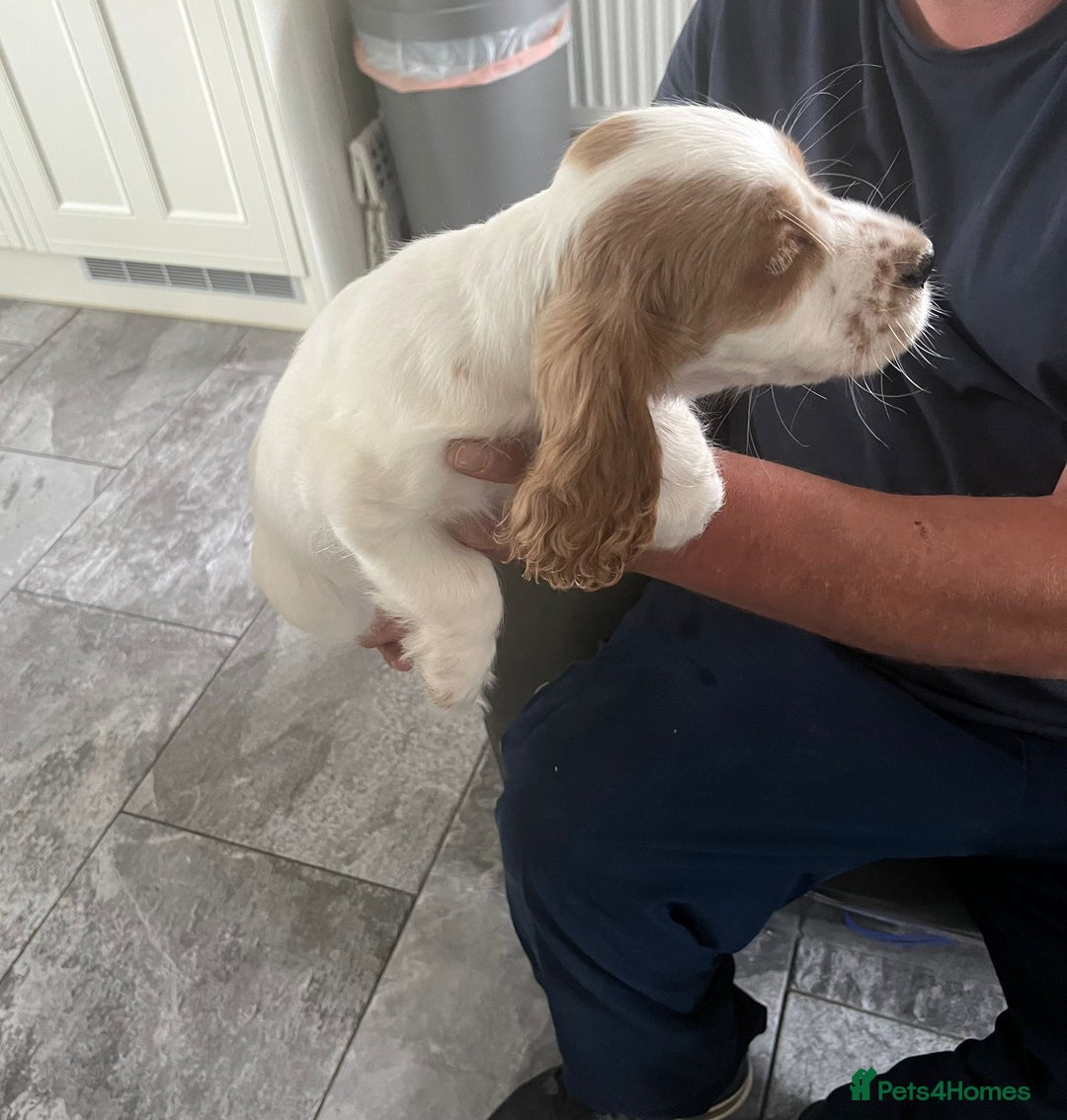 Cocker Spaniel dogs for sale: OUT STANDING  GORGEOUS SHOW TYPE COCKER SPANIEL  - Image 29