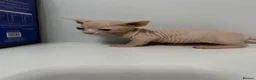Sphynx cats for sale: Bambino Sphynx kittens  - Advert 7