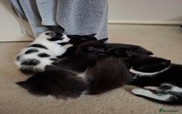 Mixed Breed cats for sale: seven funny kittens - Image 26