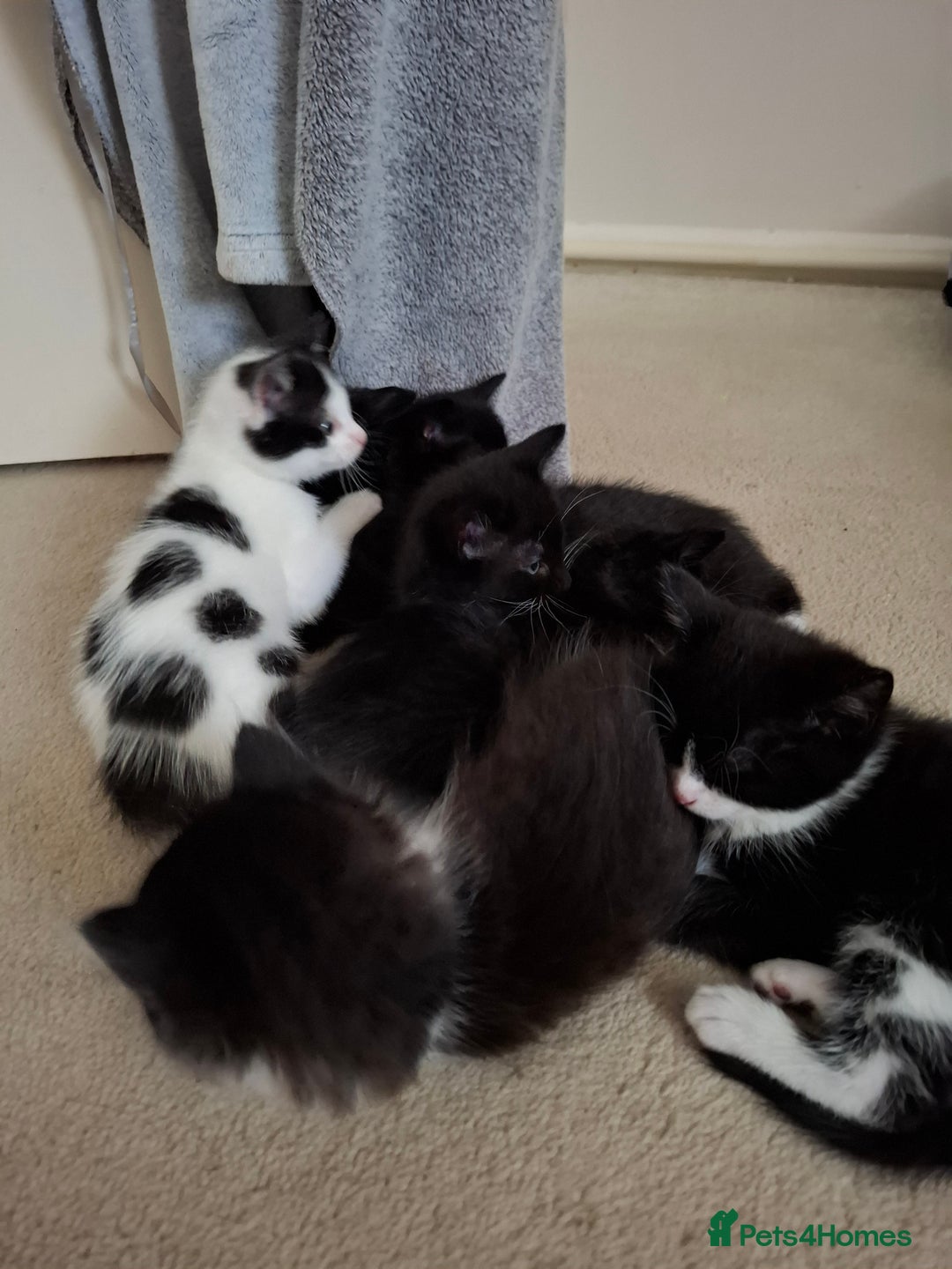 Mixed Breed cats for sale: seven funny kittens - Image 26
