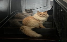 Maine Coon cats for sale: Riverbrue Maine Coon Cattery (GCCF) - Image 8