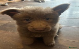 German Shepherd dogs for sale: Isabella German shepherd pups - Image 2