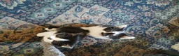 Mixed Breed cats for sale: 5 Adorable Kittens – Ready Soon for Loving Homes in London - Advert 11