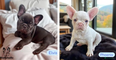 French Bulldog dogs - Advert 12