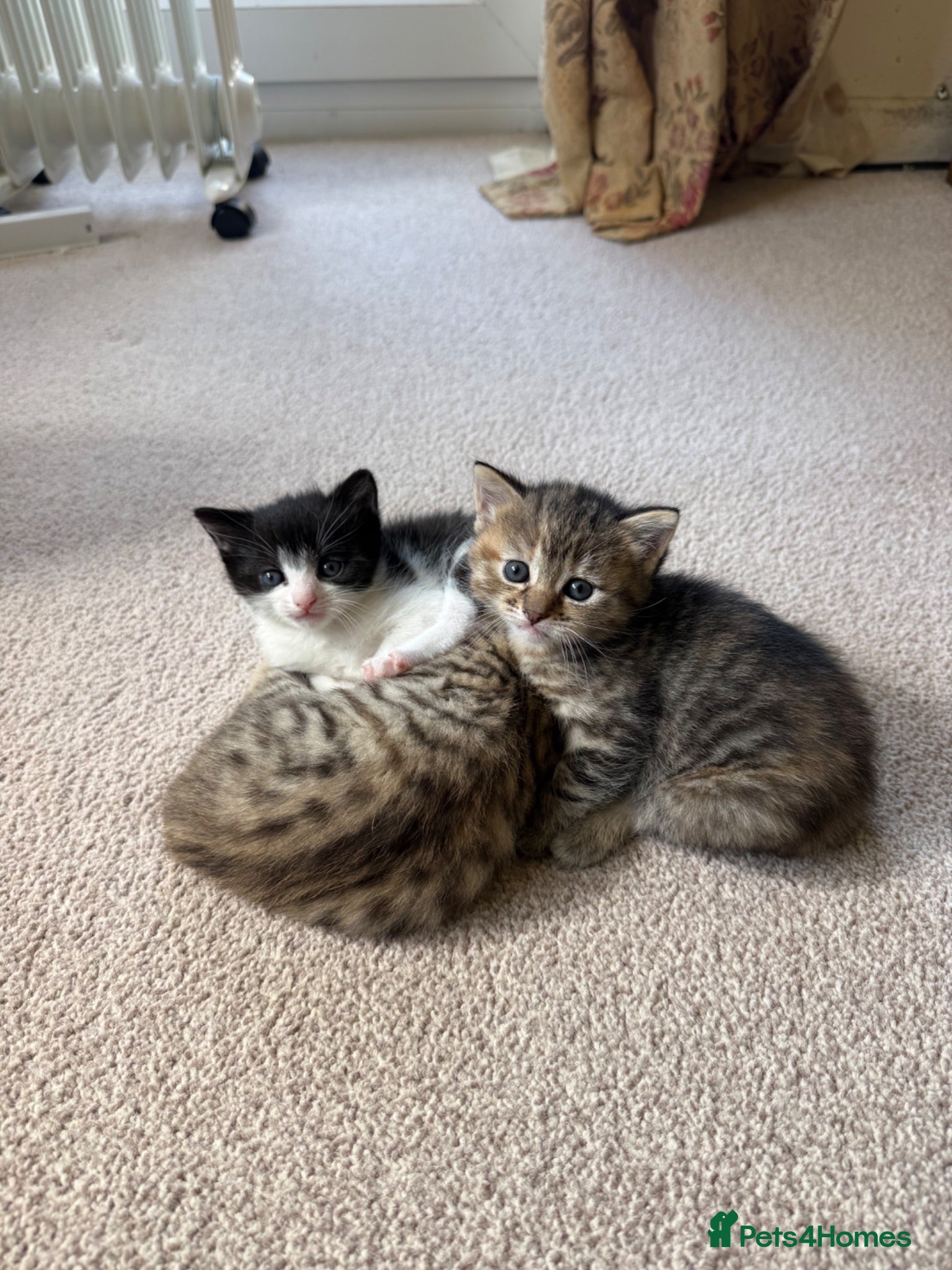 Mixed Breed cats Kittens for sale  - Advert 3