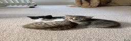 Mixed Breed cats for sale: Kittens for sale  in Cheltenham - Advert 1
