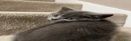 British Shorthair cats for sale: ✨ beautiful black/blue British Shorthair kittens✨ - Advert 31