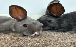Mixed Breed rabbits for sale: 2 female bunnies - Image 1