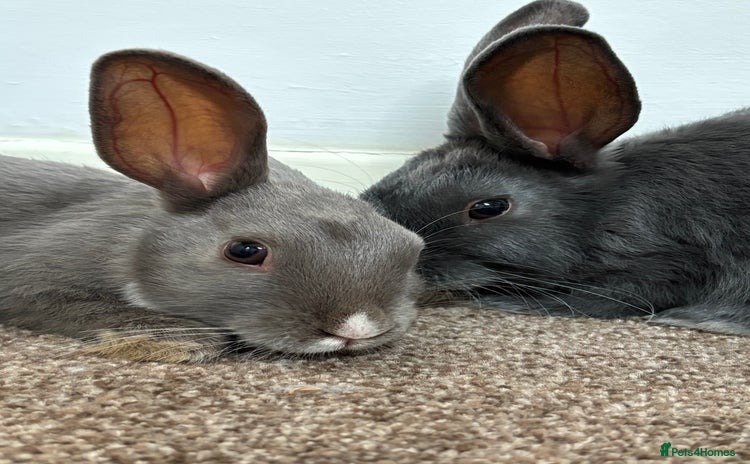 Mixed Breed rabbits - Advert 3