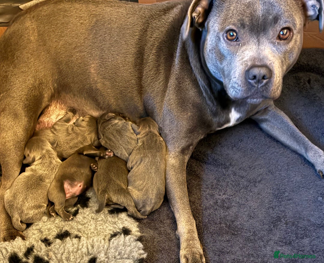 Staffordshire Bull Terrier dogs for sale: Pedigree Blue Staffordshire pups - Advert 1