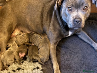 Staffordshire Bull Terrier dogs Pedigree Blue Staffordshire pups - Advert 2