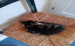 Mixed Breed cats for sale: Kittens - Image 1
