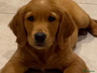 Golden Retriever dogs Excellent pedigree KC working golden retrievers - Advert 5