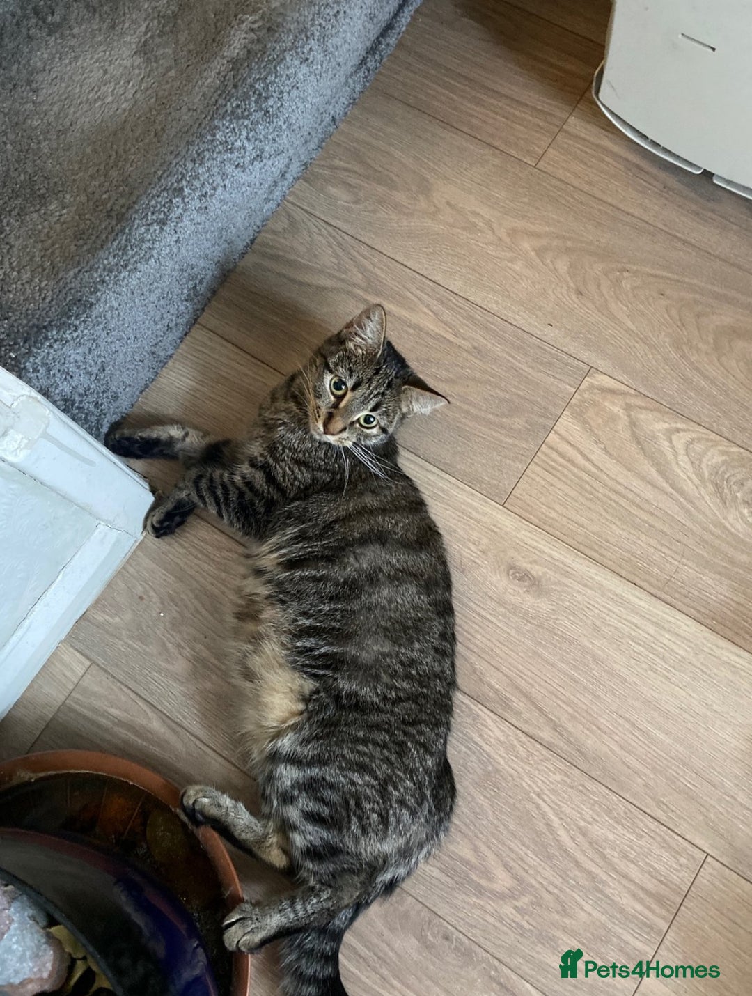 Mixed Breed cats for sale: Kittens for sale in Peterborough  - Image 4