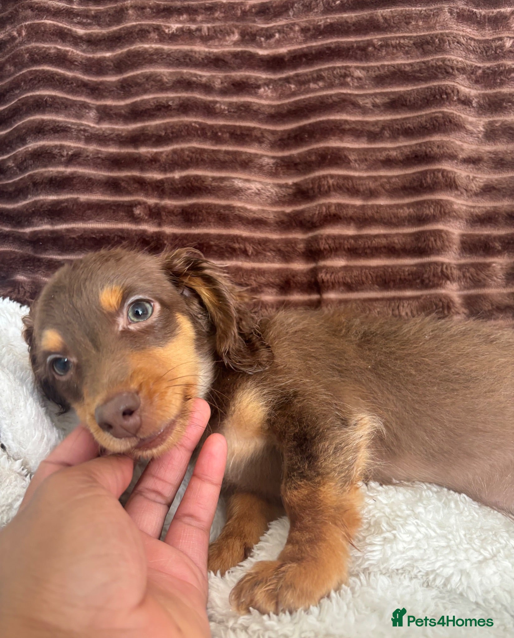 Dachshund dogs 🐾Mini Dachshund x Chihuahua (Chiweenie) - Advert 12