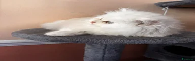 Persian 2