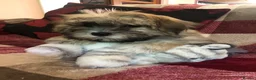 Shihpoo dogs for sale: shihpoo puppies for sale  - Advert 10