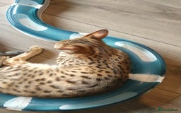 Savannah cats for sale: F3 savannah girls Tica reg + silver boy - Image 32