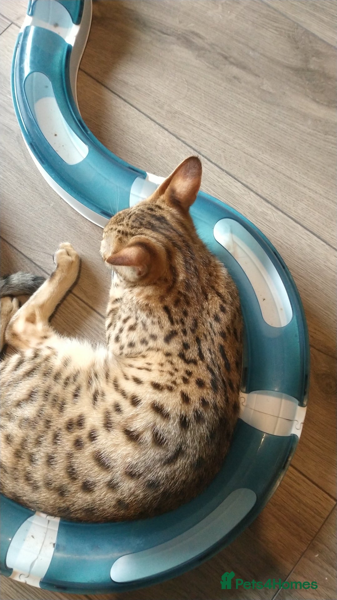 Savannah cats for sale: F3 savannah girls Tica reg + silver boy - Image 32