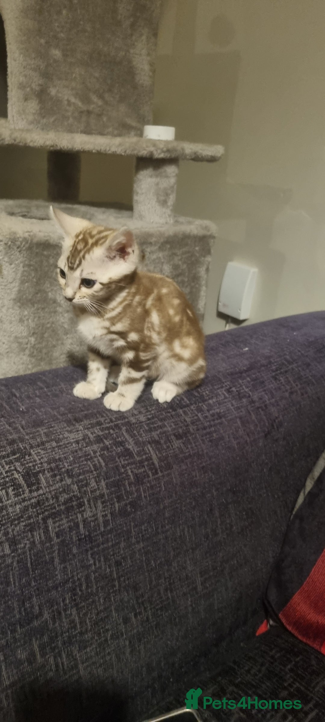 Bengal cats for sale: Snow mink Bengal boy - Advert 5