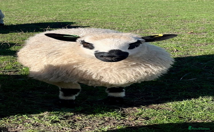 Sheep livestock for sale - Advert 1