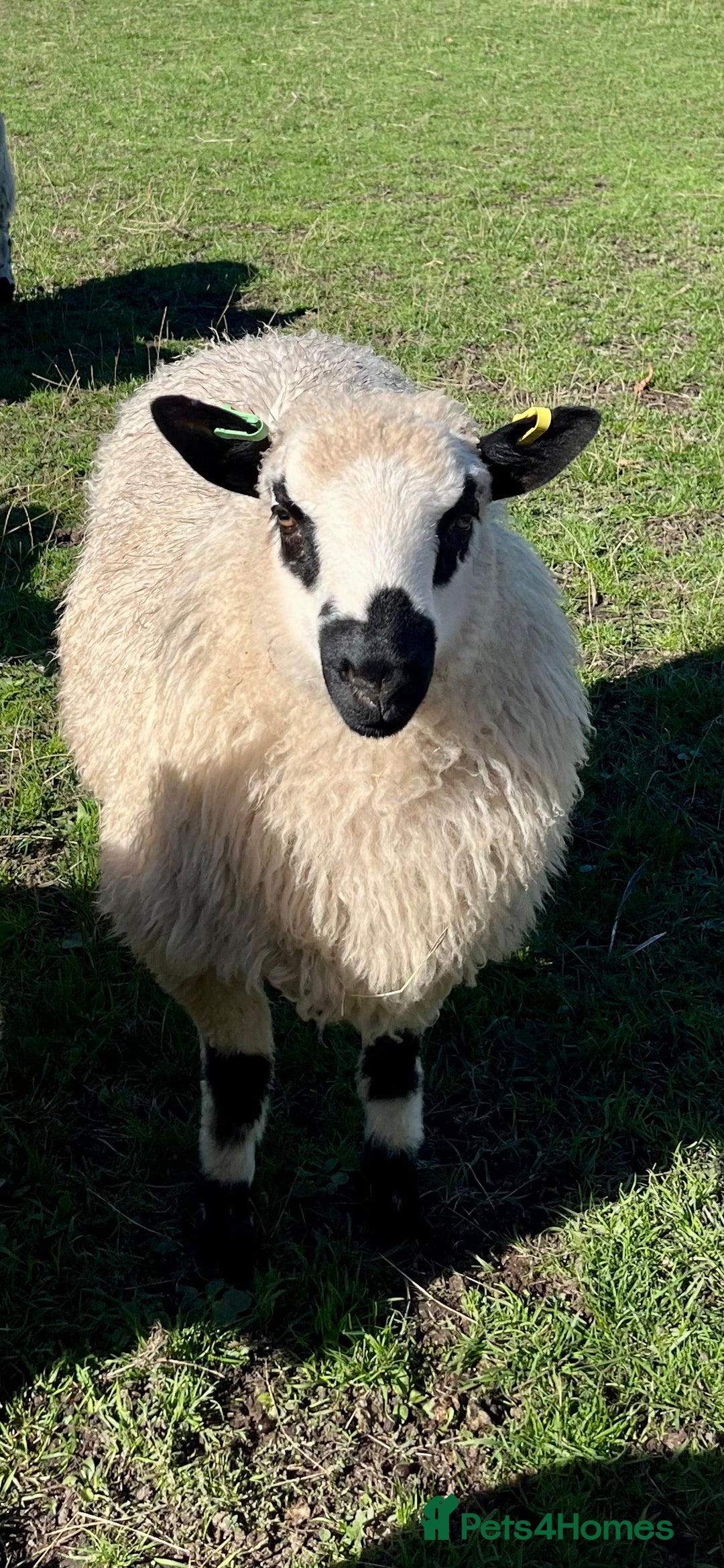 Sheep livestock for sale: Valais cross Kerry hill ram lamb  - Image 1