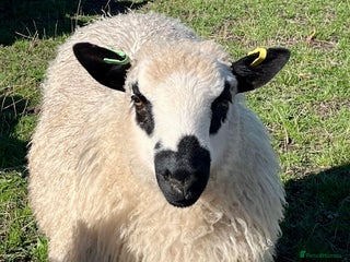 Sheep livestock - Advert 12