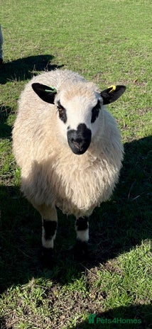 Sheep livestock - Advert 3
