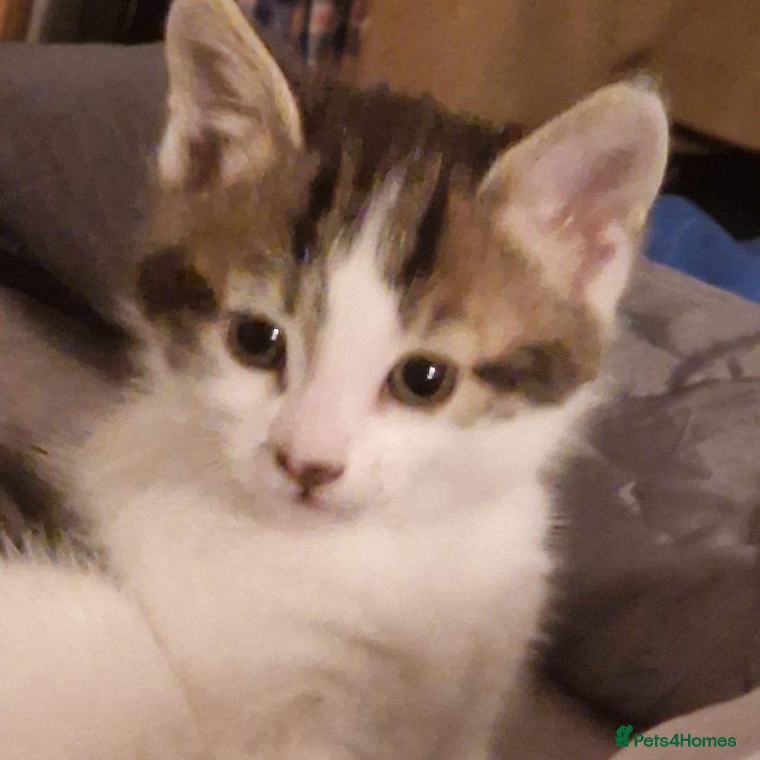 Mixed Breed cats for sale: 2 Tabbie beauties - Image 1