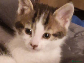 Mixed Breed cats - Advert 17